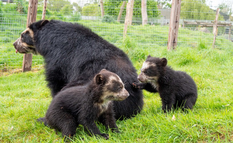 Spectacled bear and cubs
